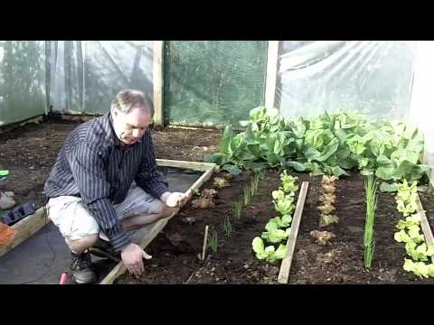 polytunnels - http://www.KillarneyGardenCentre.com - Growing Carrots and Onions in a Polytunnel. Growing Food In a Polytunnel: In this video on Growing Food in Polytunnels...