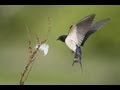 BTO Bird ID - Hirundines and Swift