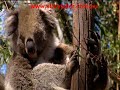 Cute Koalas Cute Koalas