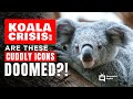 Cute Koalas