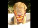 su mascota ideal