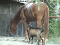 horse getting shagged by a goat