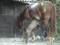 horse getting shagged by a goat