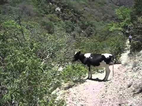 Home » Search results for "Hombre Cojiendo A Una Vaca"