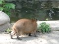 Capybara Baby at ueno zoo