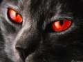 Warrior cats