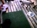 Jim hassling Tim the cat