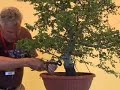 Walter Pall bonsai demo: Carpinus orientalis - part 1/4