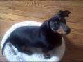 videos de Hudson wants a poodle for Christmas