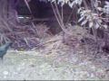 The blackbird holds her ground!