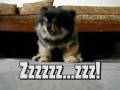 videos de Funny Dogs_montage