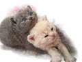 Suntrek British Shorthair Kittens 08