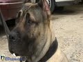 Israel, Coto & Friends - Presa Canario