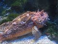 Awesome Aquarium Museum Awesome Aquarium Museum