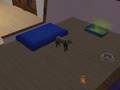 my cat on the sims 2 giving birth