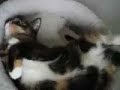 眠りネコ動画
