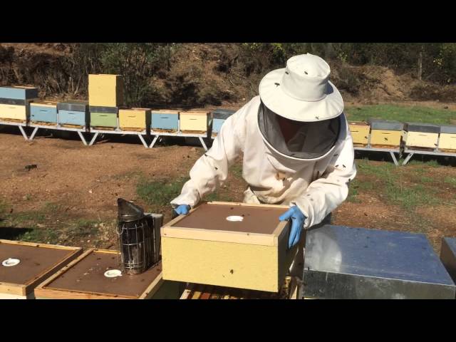 A dar Alças às colmeias