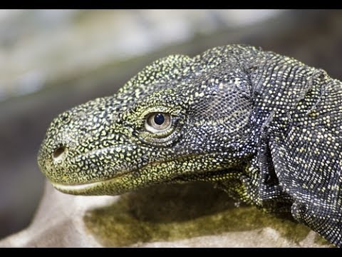 YouTube reptile video