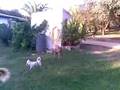 GALGO MIGUEL 1