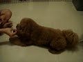 トイプードル動画