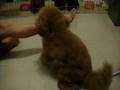 Toy Poodle video