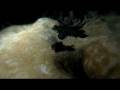 Mandarin Fish LOTS.MP4