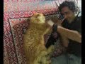 Boxer Cat Boxer Cat
