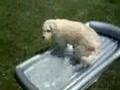 Bocker the Labradoodle