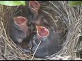 Baby Birds