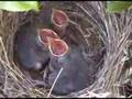 Baby-Birds