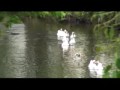 Pigeon Forge Riverwalk - The Lucas Family