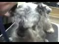 Peluqueria canina Peluqueria canina