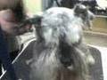 Peluqueria canina