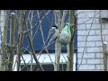 Great tit Great tit