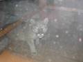 Watch out! Cougar