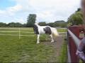 New pony, Slim!