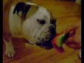Meatball Eating Watermelon