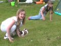 Shih Tzu puppies