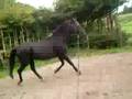 videos de Amigo galop