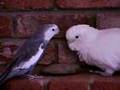 Gino Cockatiel sings to Gimli Goffin
