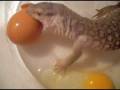 Max vs. Egg
