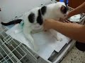 changing diaper on cripple kitten   alera  