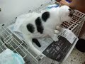 changing diaper on cripple kitten   alera  