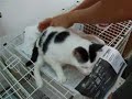 changing diaper on cripple kitten   alera  