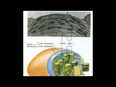 how to isolate chloroplasts