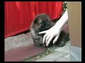 Chow Chow Welpen spielen Fu�ball
