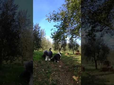 Bearded Collie Cuccioli Pisa Toscana Annunci Animali