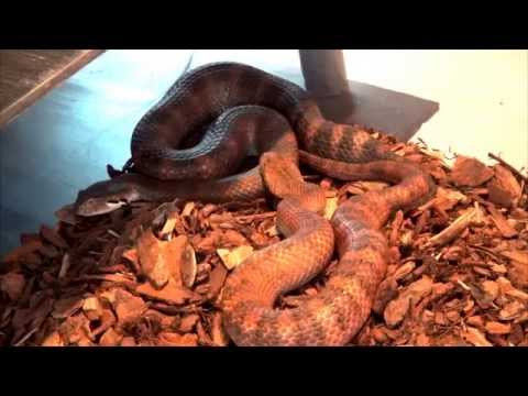 YouTube reptile video