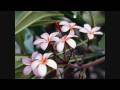 Winnay-Like a star