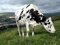MAISIE THE COW 1
